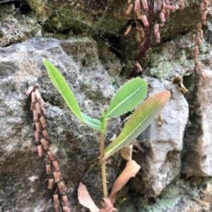 Photographie n°2315194 du taxon Lactuca serriola L. [1756]