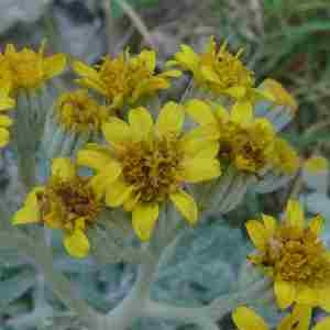 Photographie n°2315251 du taxon Jacobaea maritima (L.) Pelser & Meijden [2005]