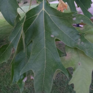 Photographie n°2315266 du taxon Platanus orientalis L. [1753]