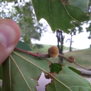 Photographie n°2315267 du taxon Platanus orientalis L. [1753]