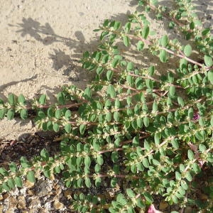 Photographie n°2315291 du taxon Euphorbia L.