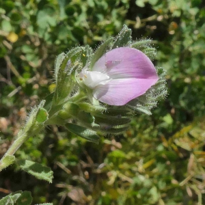 Photographie n°2315328 du taxon Ononis spinosa L. [1753]