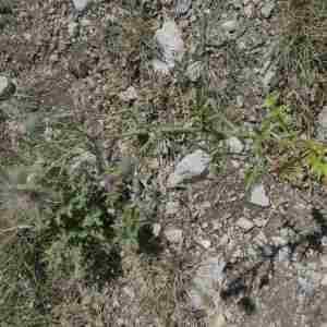 Photographie n°2315335 du taxon Cirsium vulgare (Savi) Ten. [1838]