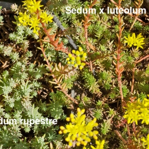 Photographie n°2315367 du taxon Sedum x luteolum Chaboiss. [1863]