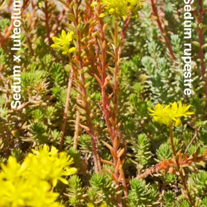 Photographie n°2315368 du taxon Sedum x luteolum Chaboiss. [1863]