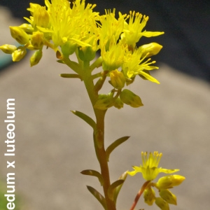 Photographie n°2315371 du taxon Sedum x luteolum Chaboiss. [1863]