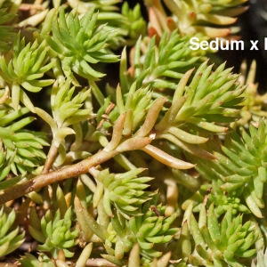 Photographie n°2315372 du taxon Sedum x luteolum Chaboiss. [1863]