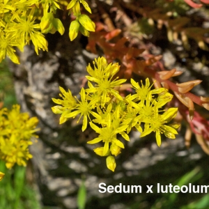  - Sedum x luteolum Chaboiss. [1863]