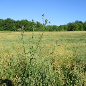 Photographie n°2315419 du taxon Carduus crispus L.