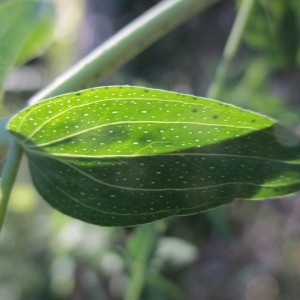 Photographie n°2315420 du taxon Hypericum perforatum L.