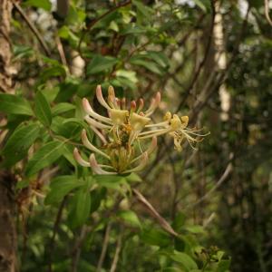 Photographie n°2315460 du taxon Lonicera periclymenum L. [1753]