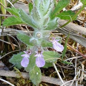 Photographie n°2315471 du taxon Teucrium scordium L. [1753]