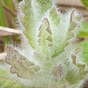 Photographie n°2315475 du taxon Teucrium scordium L. [1753]