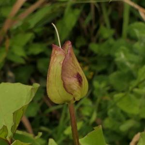 Photographie n°2315477 du taxon Calystegia silvatica (Kit.) Griseb. [1844]