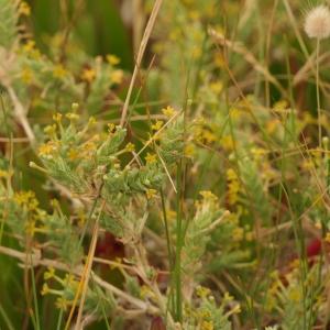 Photographie n°2315524 du taxon Crucianella maritima L. [1753]