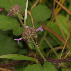 Photographie n°2315527 du taxon Clinopodium vulgare L.