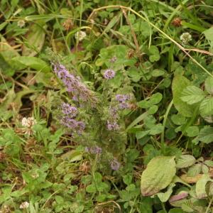 Photographie n°2315539 du taxon Mentha pulegium L. [1753]