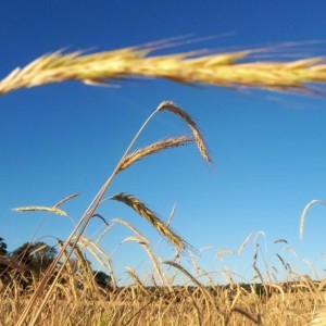 Photographie n°2315550 du taxon Hordeum vulgare L. [1753]