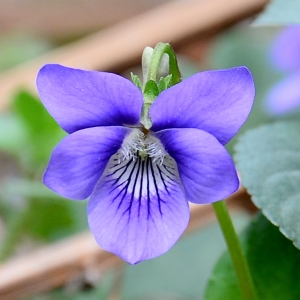 Photographie n°2315570 du taxon Viola canina L.