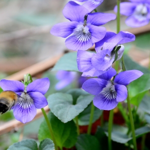 Photographie n°2315571 du taxon Viola canina L.