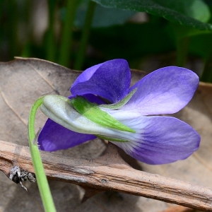 Photographie n°2315572 du taxon Viola canina L.