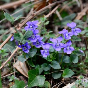 Photographie n°2315573 du taxon Viola canina L.