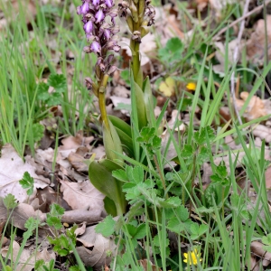 Photographie n°2315574 du taxon Himantoglossum robertianum (Loisel.) P.Delforge [1999]