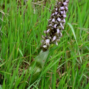 Photographie n°2315579 du taxon Himantoglossum robertianum (Loisel.) P.Delforge [1999]