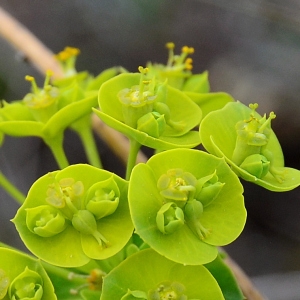 Photographie n°2315580 du taxon Euphorbia seguieriana Neck.