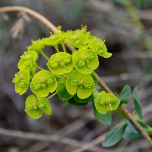 Photographie n°2315581 du taxon Euphorbia seguieriana Neck.