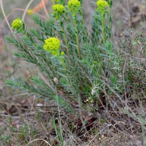 Photographie n°2315582 du taxon Euphorbia seguieriana Neck.