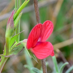 Photographie n°2315583 du taxon Lathyrus cicera L.