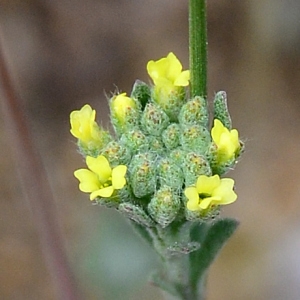 Photographie n°2315594 du taxon Alyssum L.