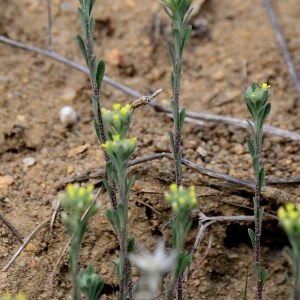 Photographie n°2315595 du taxon Alyssum L.