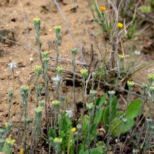 Photographie n°2315596 du taxon Alyssum L.