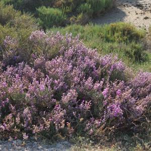 Photographie n°2315625 du taxon Limoniastrum monopetalum (L.) Boiss. [1848]