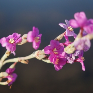 Photographie n°2315626 du taxon Limoniastrum monopetalum (L.) Boiss. [1848]