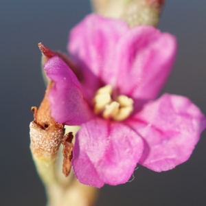 Photographie n°2315627 du taxon Limoniastrum monopetalum (L.) Boiss. [1848]