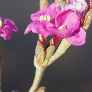 Photographie n°2315628 du taxon Limoniastrum monopetalum (L.) Boiss. [1848]