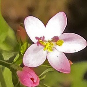 Photographie n°2315633 du taxon Centaurium erythraea Rafn [1800]