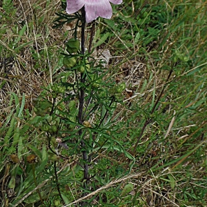 Photographie n°2315673 du taxon Malva moschata L. [1753]