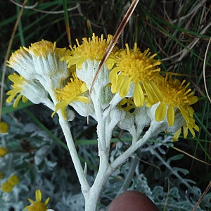 Photographie n°2315690 du taxon Jacobaea maritima (L.) Pelser & Meijden [2005]