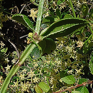 Photographie n°2315705 du taxon Rubia peregrina L. [1753]