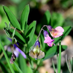 Photographie n°2315706 du taxon Lathyrus vernus (L.) Bernh.