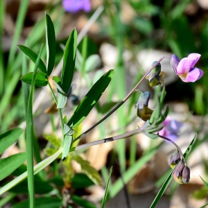 Photographie n°2315707 du taxon Lathyrus vernus (L.) Bernh.