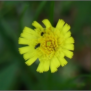 Photographie n°2315721 du taxon Pilosella officinarum Vaill. [1754]