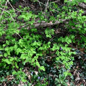 Photographie n°2315727 du taxon Lonicera xylosteum L.