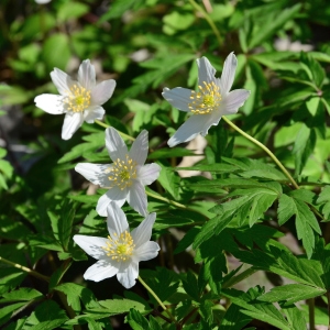 Photographie n°2315757 du taxon Anemone nemorosa L. [1753]