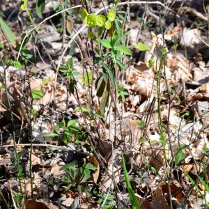 Photographie n°2315763 du taxon Euphorbia amygdaloides L. [1753]