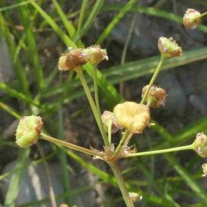 Photographie n°2315779 du taxon Alisma plantago-aquatica L. [1753]